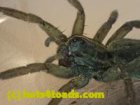 /home//u458753944/public_html/sourcegallery//Insects and small critters/spiders and kin (Arachnida)/P4140640.JPG